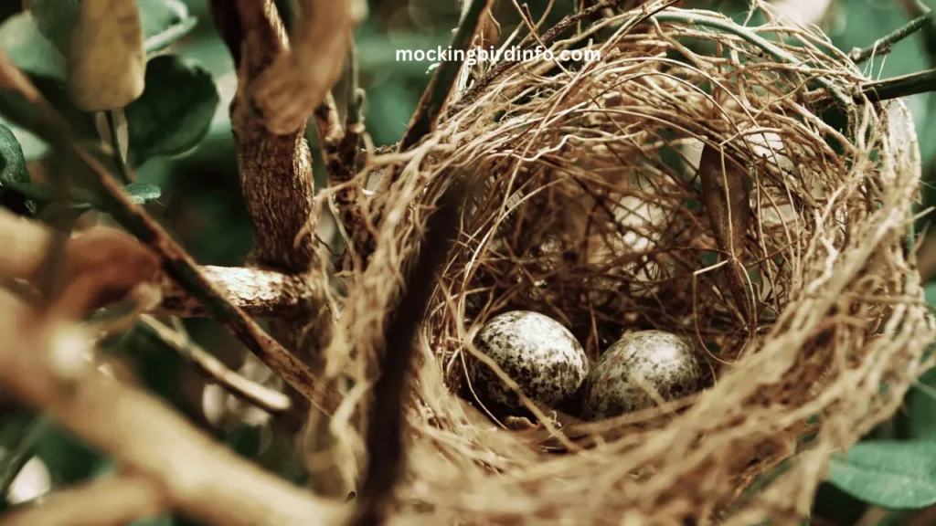 How Many Eggs Do Mockingbirds Lay