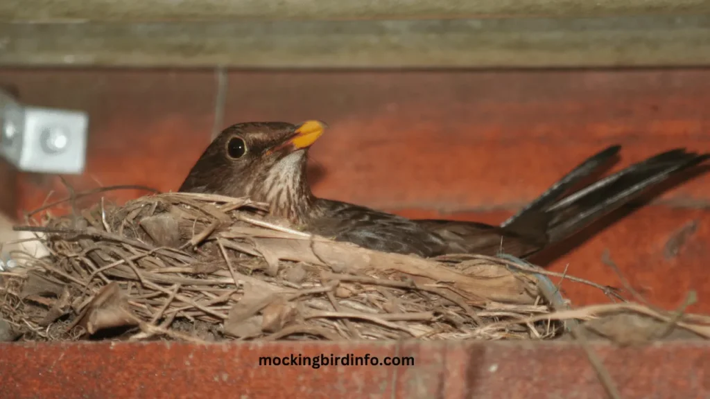 How Many Eggs Do Mockingbirds Lay