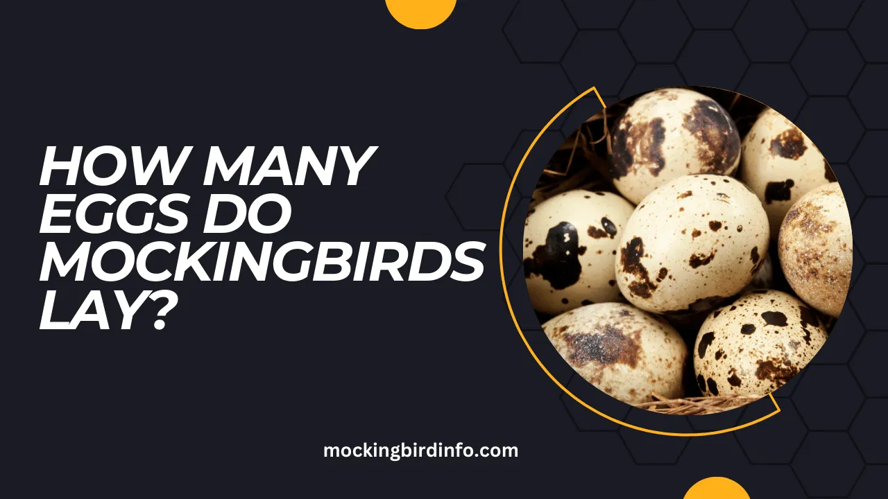 How Many Eggs Do Mockingbirds Lay