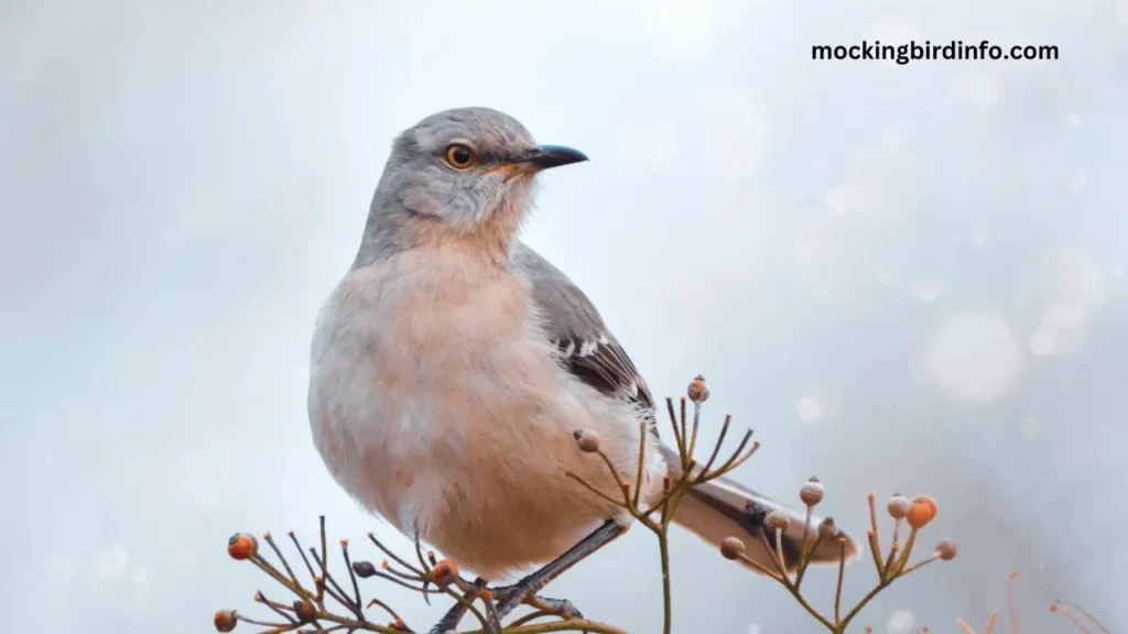 How To Attract Mockingbirds