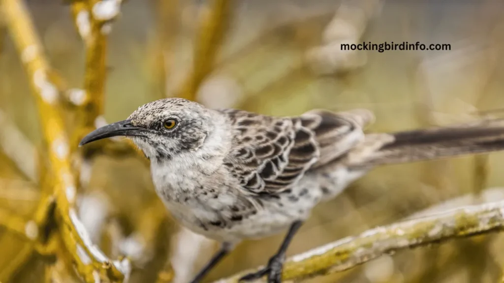 How To Attract Mockingbirds