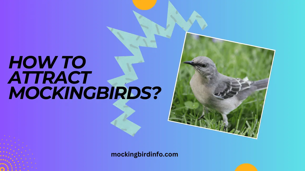 How To Attract Mockingbirds