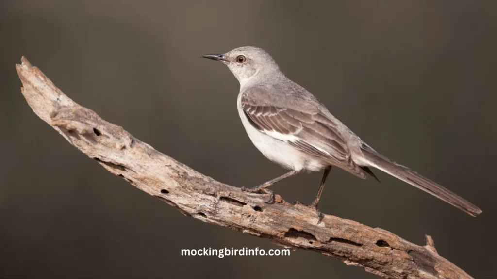 How To Keep Mockingbirds Away