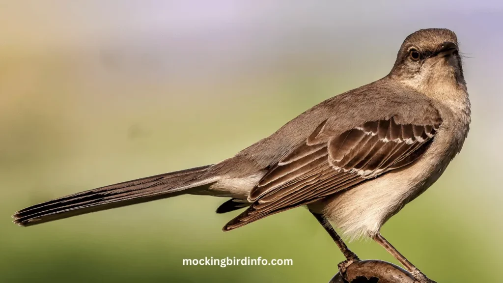 How To Keep Mockingbirds Away