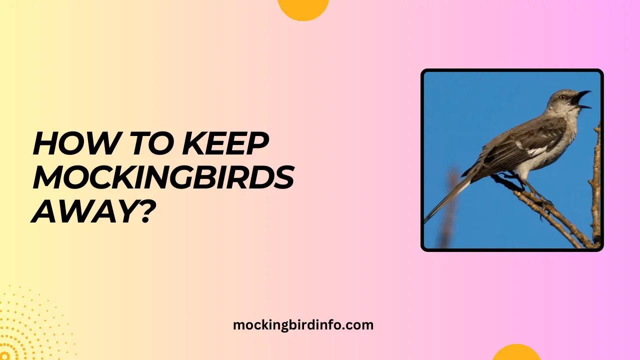 How To Keep Mockingbirds Away