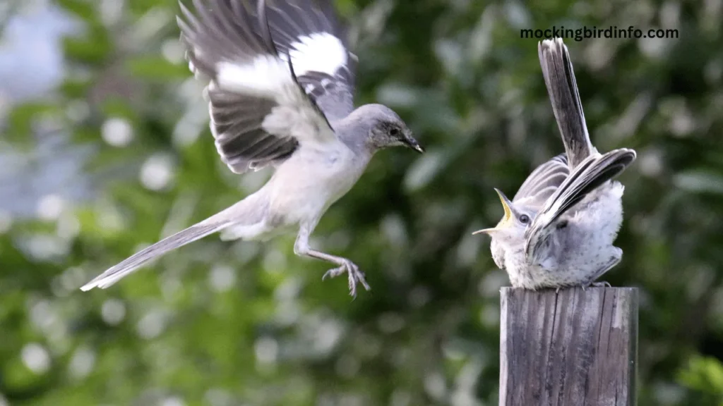 How To Repel Mockingbirds