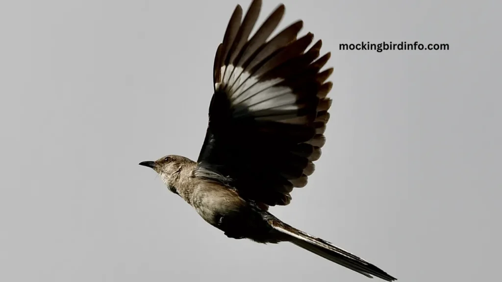 How To Repel Mockingbirds