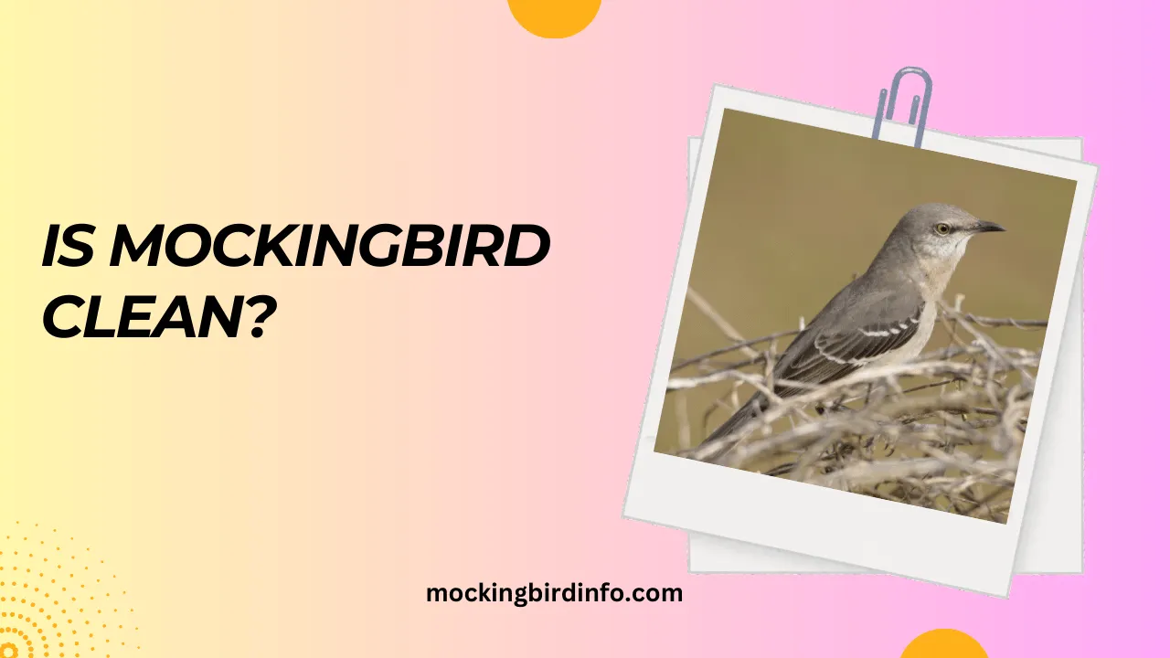 Is Mockingbird Clean? (Answered)