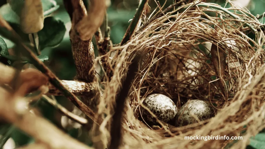 What Do Mockingbird Eggs Look Like