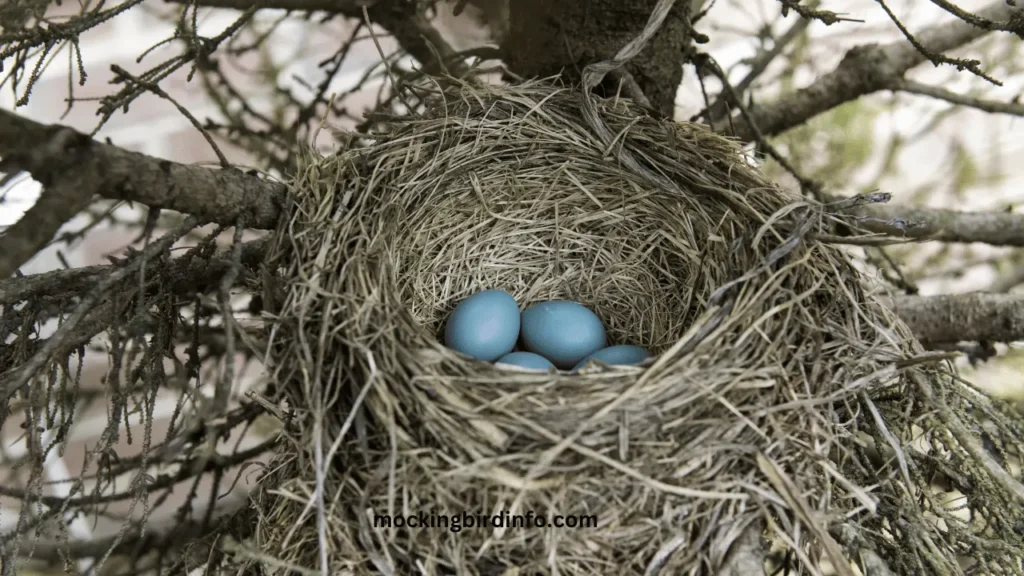 What Do Mockingbird Eggs Look Like? (Answered)