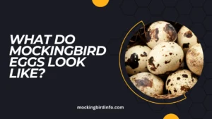 What Do Mockingbird Eggs Look Like