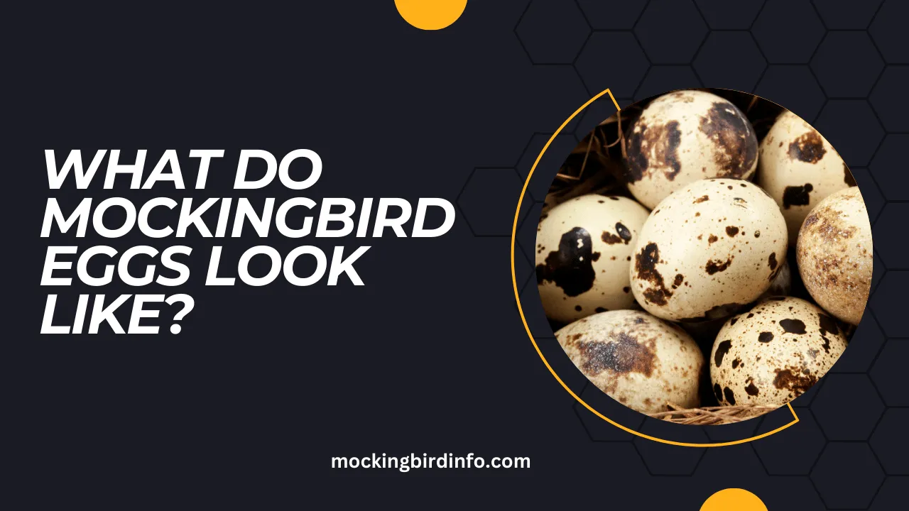 What Do Mockingbird Eggs Look Like