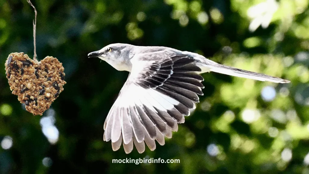 What Do Mockingbirds Eat? (Answered)