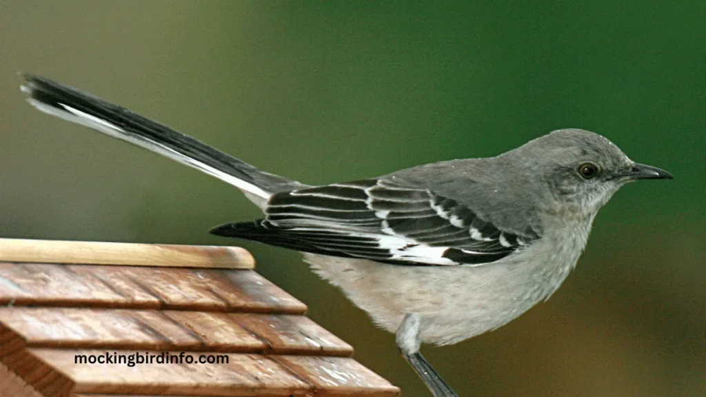 What Does It Mean When A Mockingbird Visits You