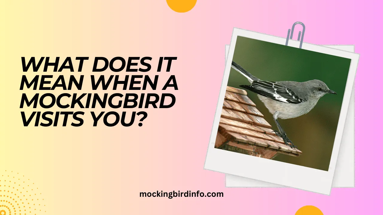 What Does It Mean When A Mockingbird Visits You