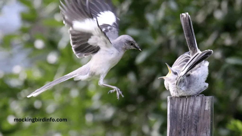 What To Feed A Mockingbird 