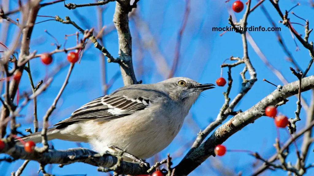 What To Feed A Mockingbird 