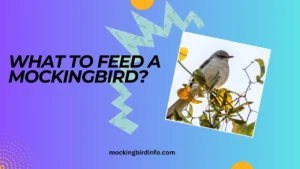 What To Feed A Mockingbird