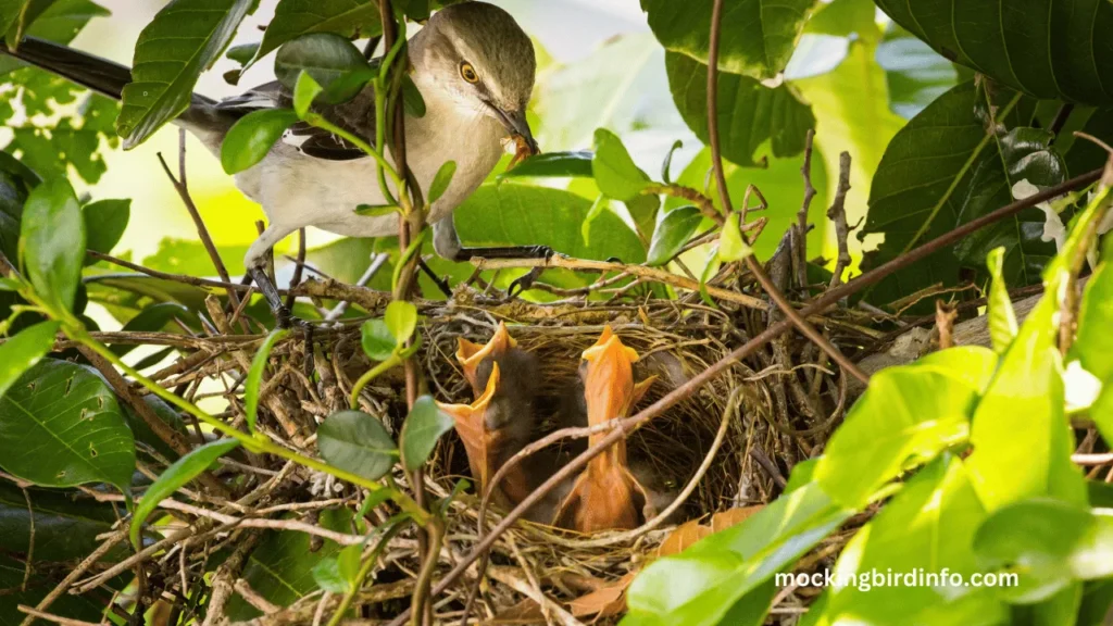 What To Feed Baby Mockingbird