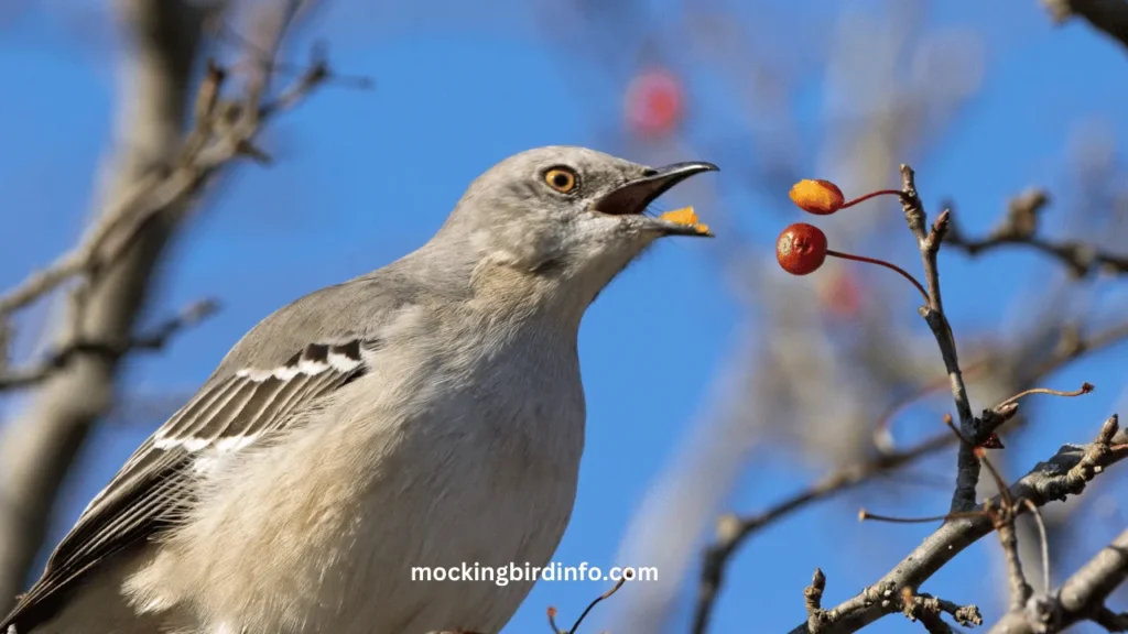 What To Feed Baby Mockingbird