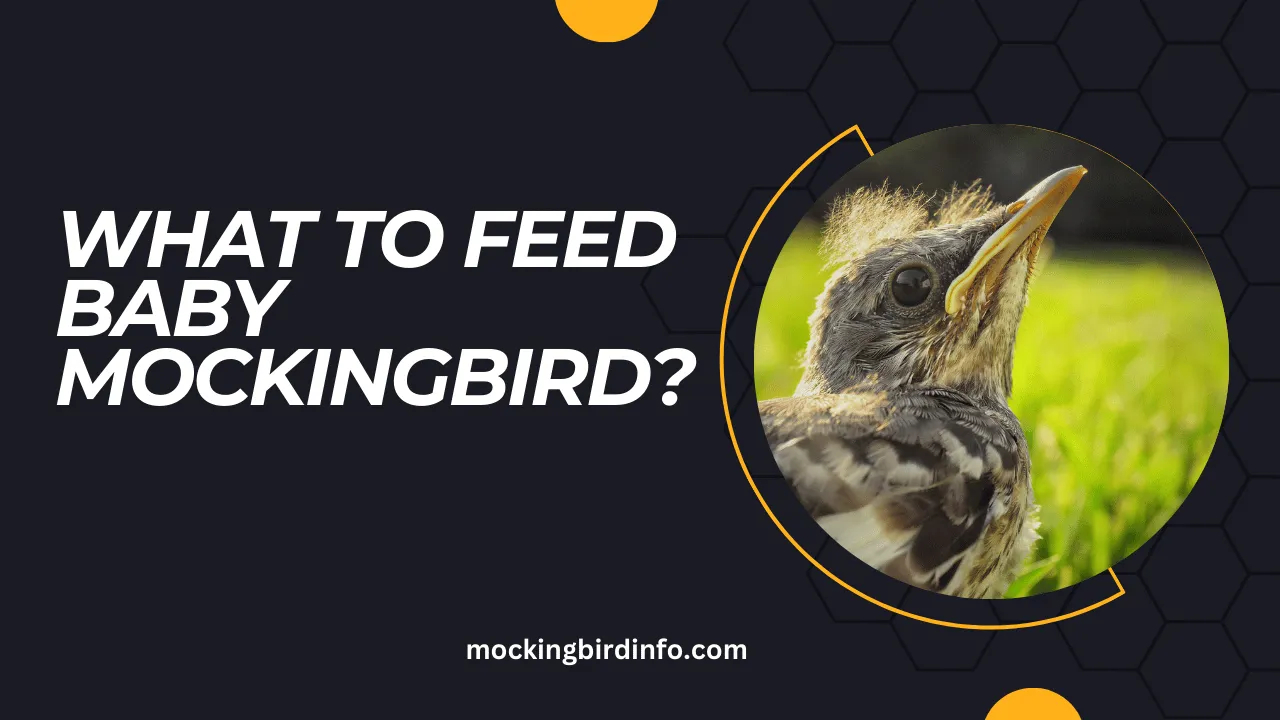 What To Feed Baby Mockingbird