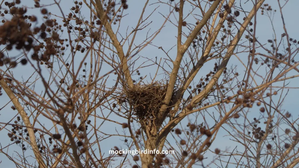 Where Do Mockingbirds Nest