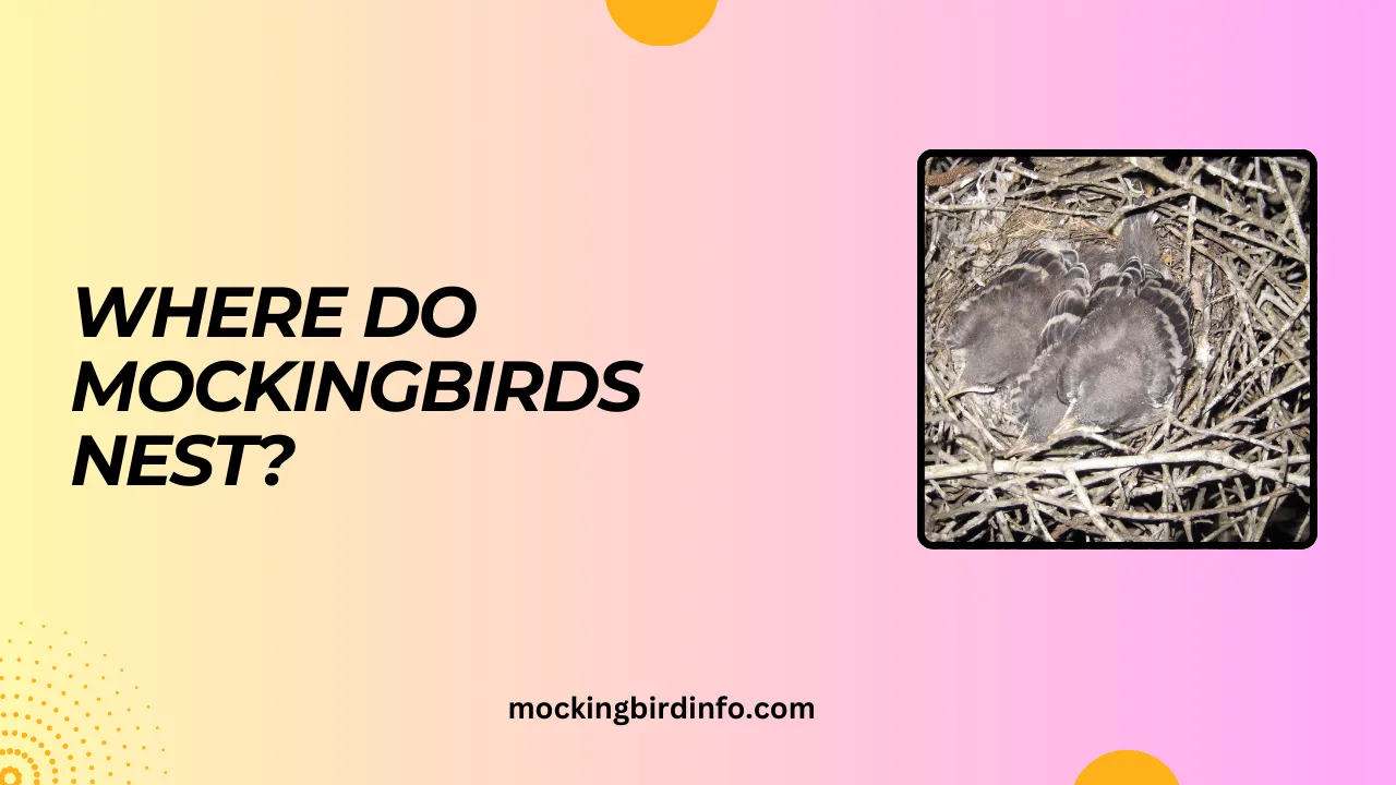 Where Do Mockingbirds Nest