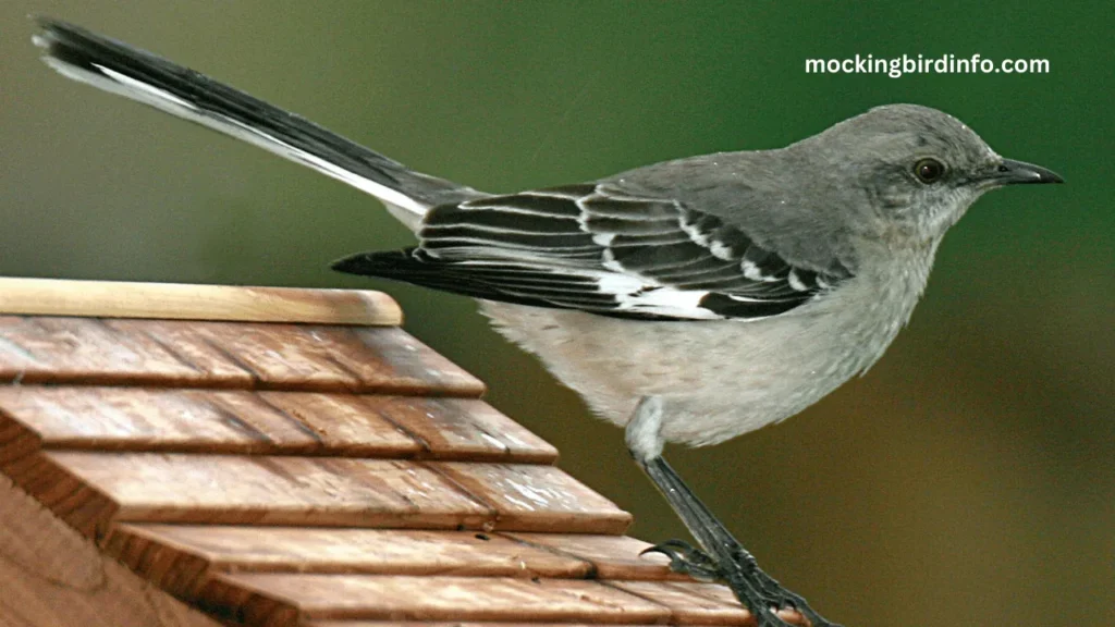 Where Mockingbird Live? (Explained)