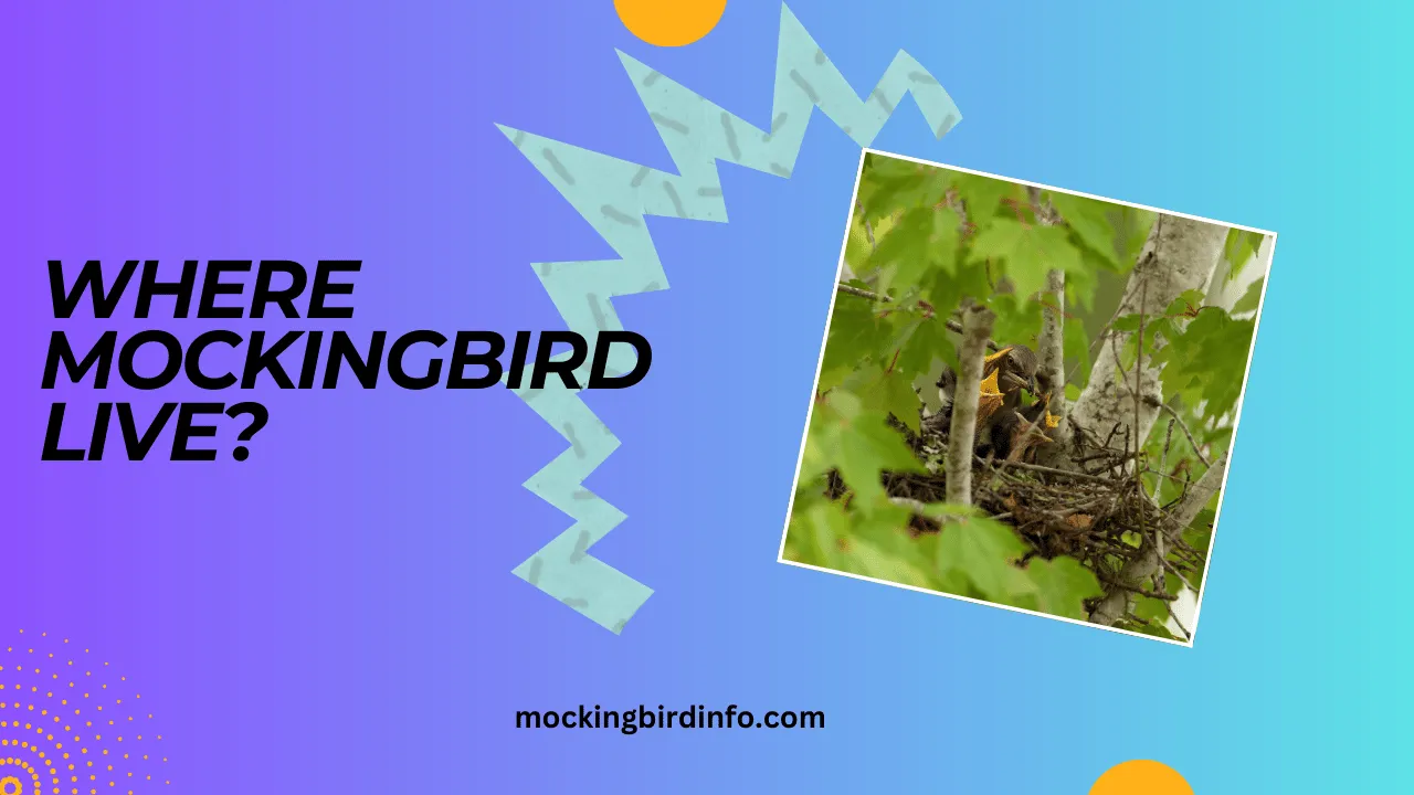 Where Mockingbird Live? (Explained)