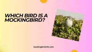 Which Bird Is A Mockingbird