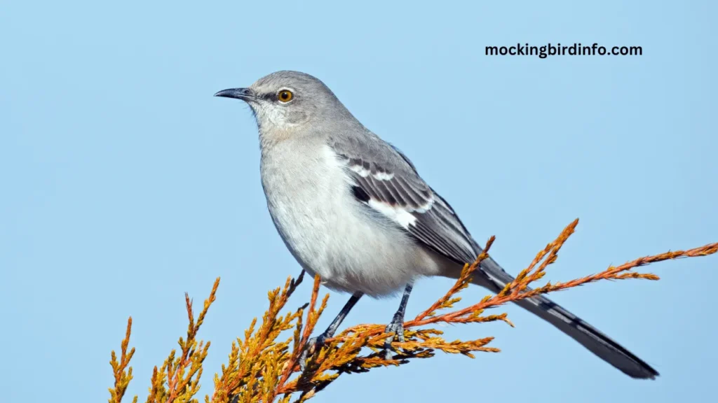 Which Bird Is A Mockingbird