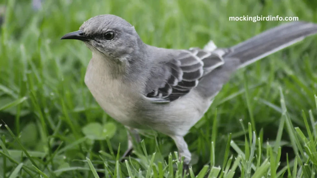 Which Bird Is A Mockingbird