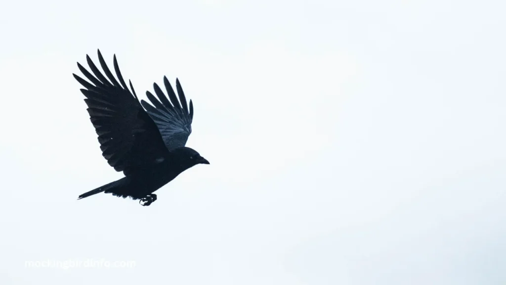 Why Do Mockingbirds Chase Crows