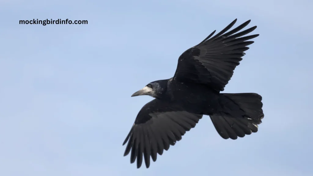 Why Do Mockingbirds Chase Crows