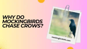 Why Do Mockingbirds Chase Crows