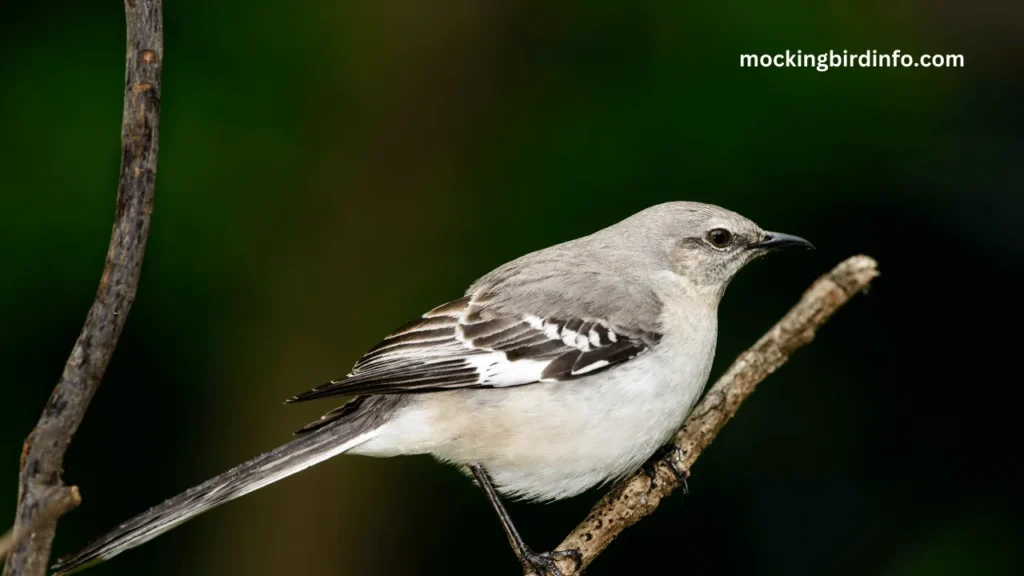 Why Do Mockingbirds Mimic? (Explained)