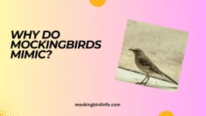 Why Do Mockingbirds Mimic