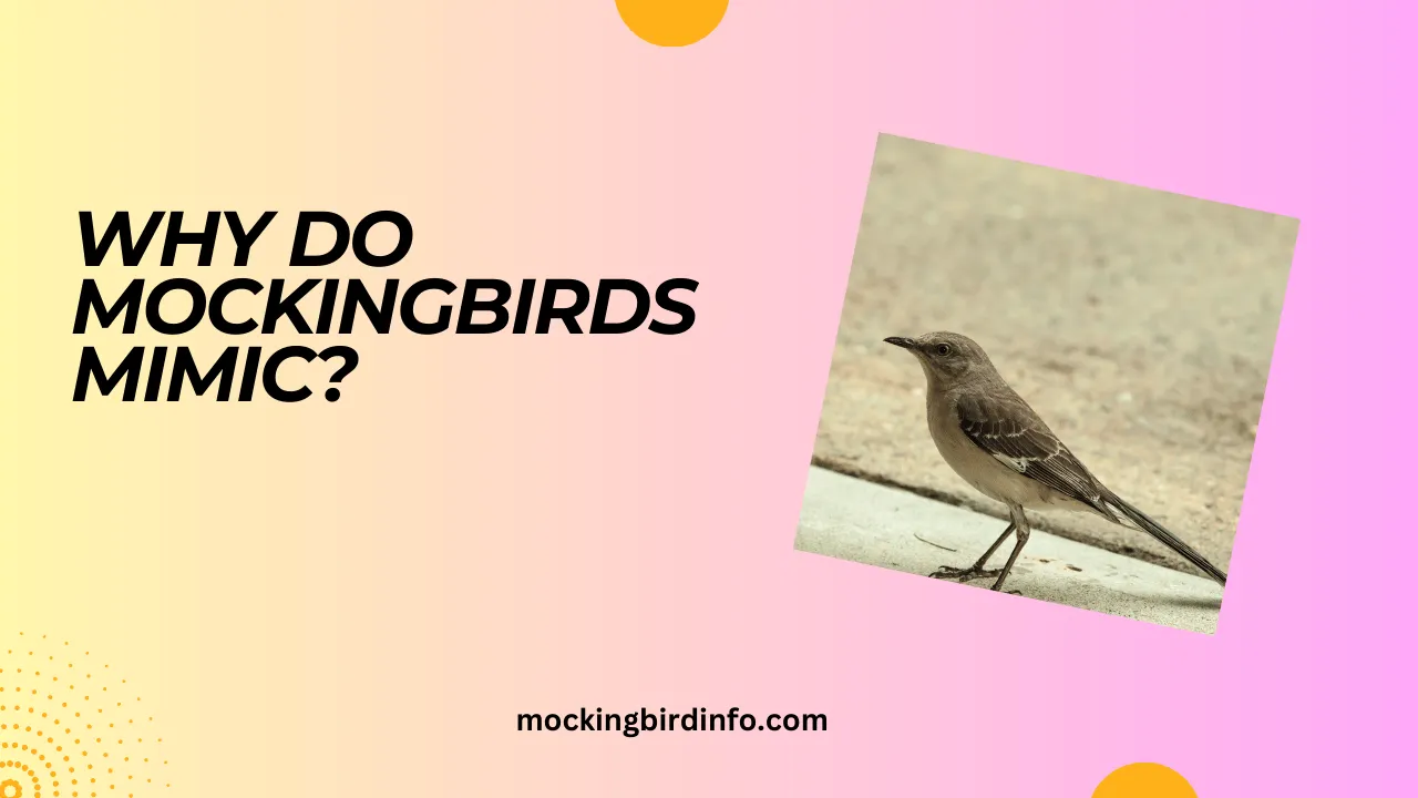 Why Do Mockingbirds Mimic