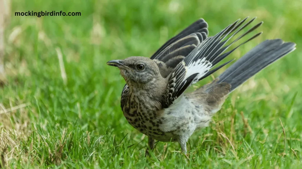 Why Do Mockingbirds Spread Their Wings