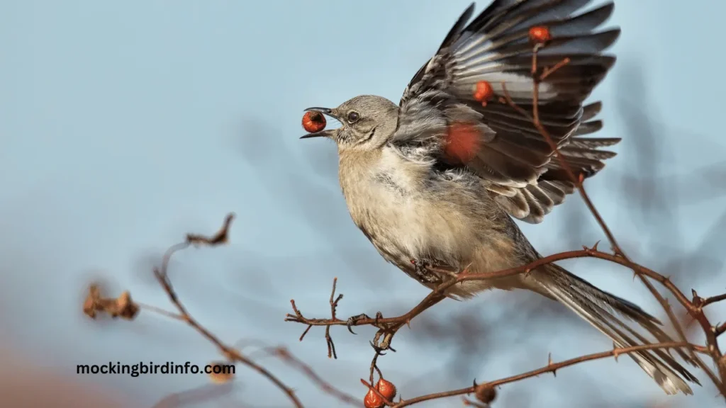 Why Do Mockingbirds Spread Their Wings