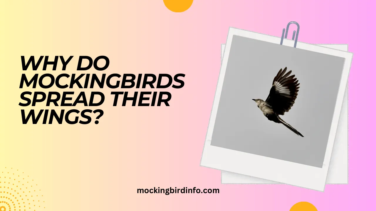 Why Do Mockingbirds Spread Their Wings