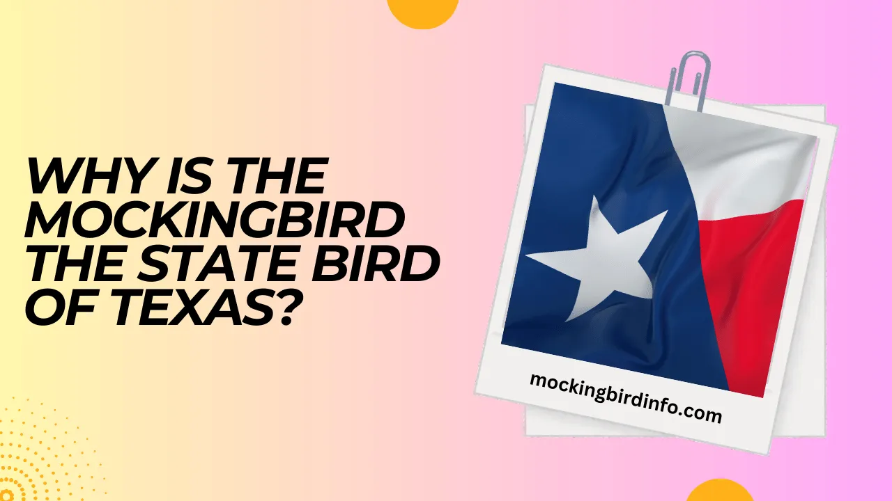 Why Is The Mockingbird The State Bird Of Texas