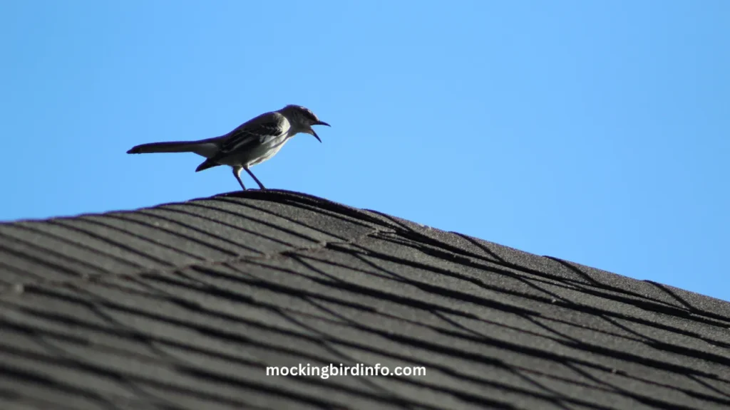 Why Mockingbirds Mock? (Explained)