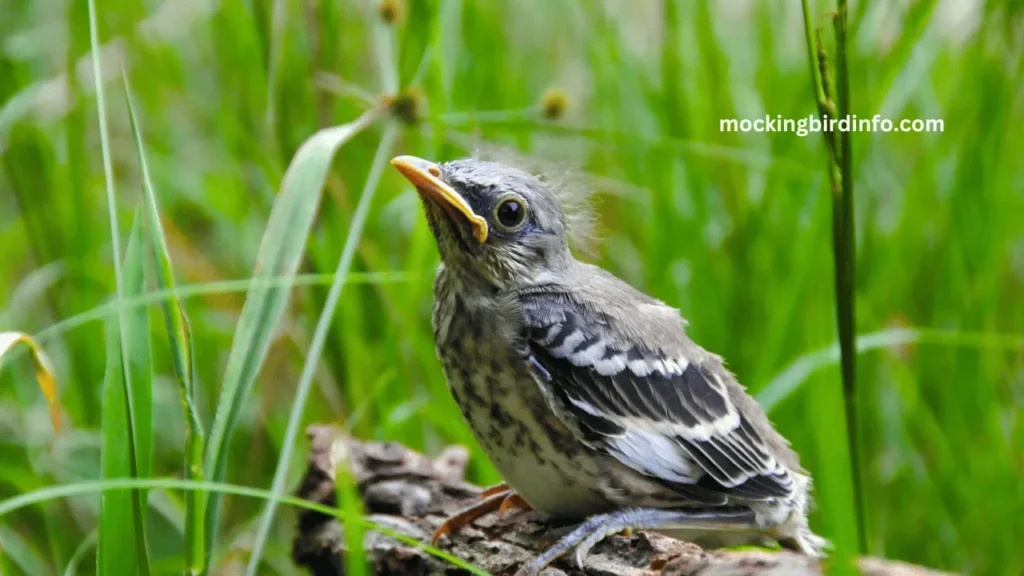 Why Mockingbirds Mock? (Explained)