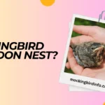 Will Mockingbird Abandon Nest? (Answered)