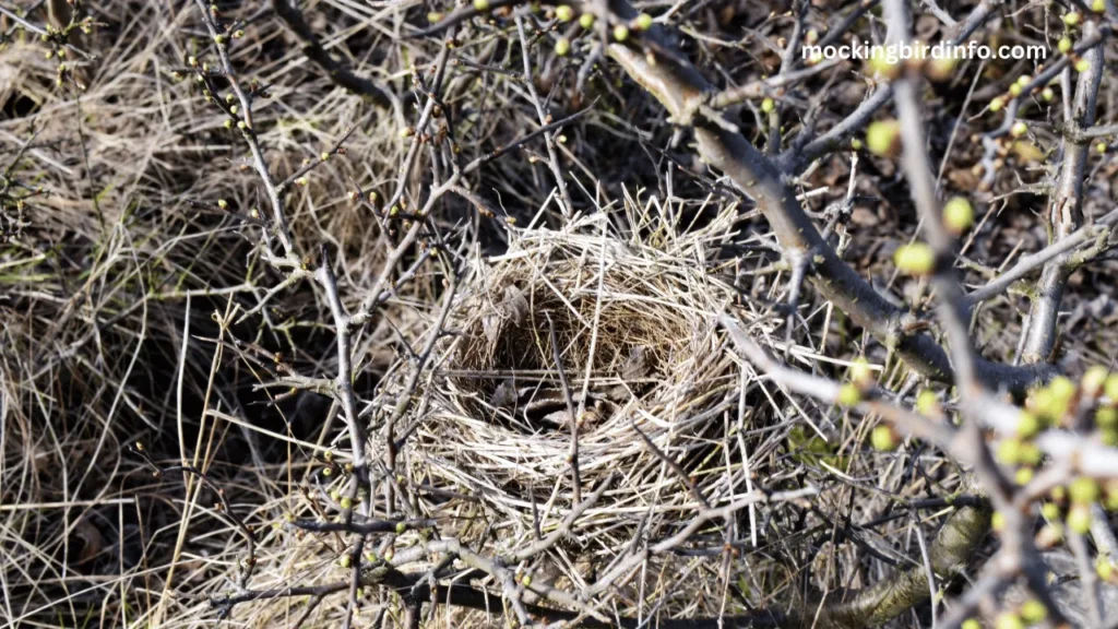 Will Mockingbird Abandon Nest? (Answered)