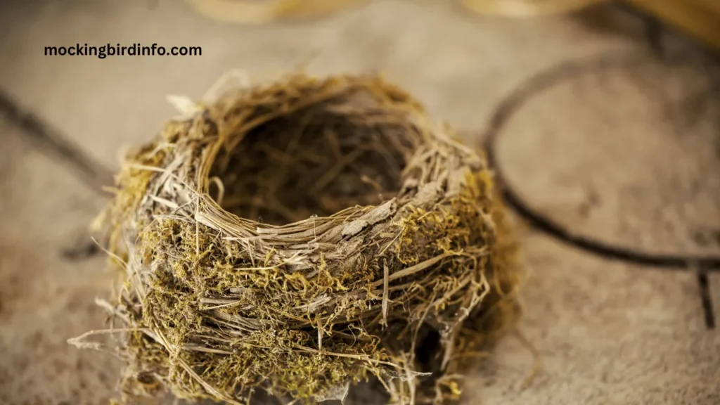 Will Mockingbird Abandon Nest? (Answered)