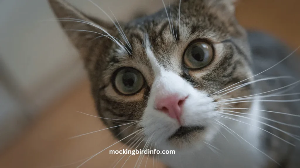 Will Mockingbirds Attack Cats? (Answered)