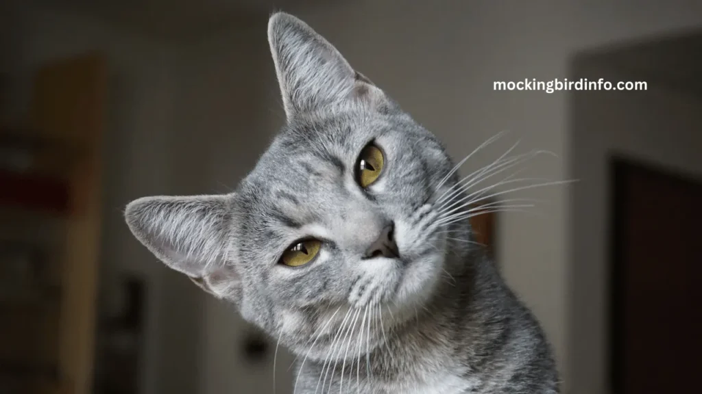 Will Mockingbirds Attack Cats? (Answered)