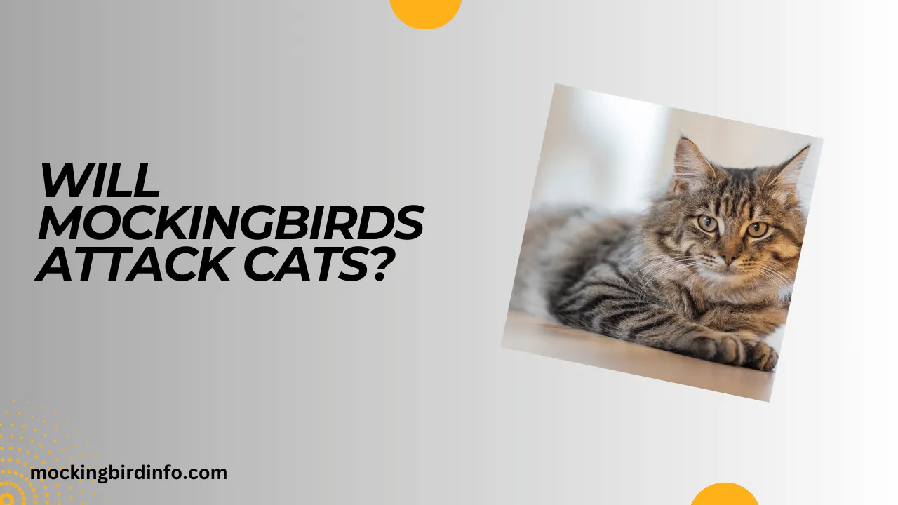 Will Mockingbirds Attack Cats? (Answered)